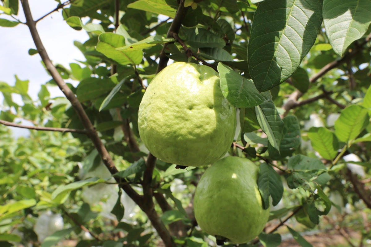 Nhờ cách làm bài bản, sản phẩm của HTX Việt Hưng đã đạt chứng nhận OCOP 4 sao.