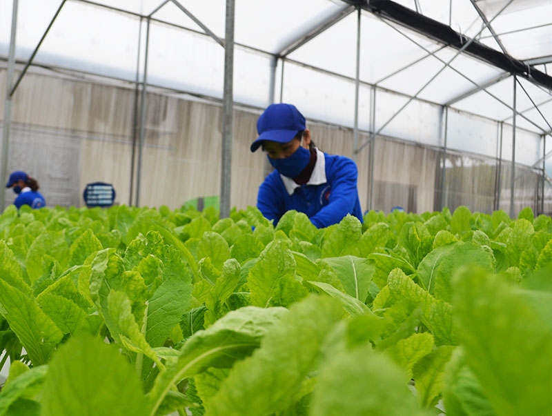 Trong bối cảnh biến động thị trường HTX chính là mô hình phù hợp để tổ chức sản xuất theo chuỗi, giảm rủi ro và nâng cao giá trị.