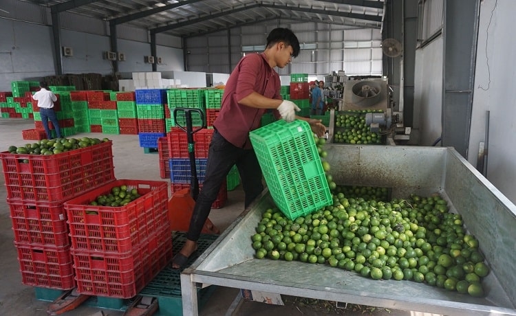 Xuất khẩu chanh không hạt sang Dubai, UAE đang gặp khó khăn.