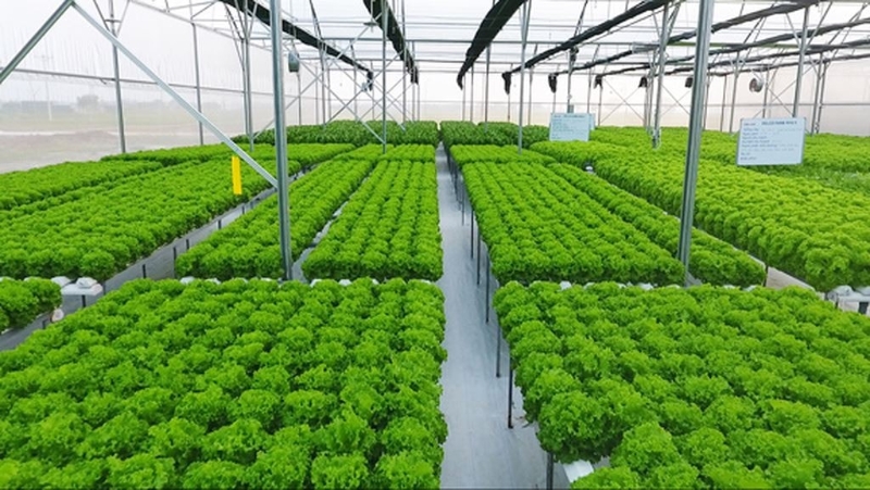 Từ tháng 6/2026, doanh nghiệp có thể tự đánh giá ESG để vay vốn xanh