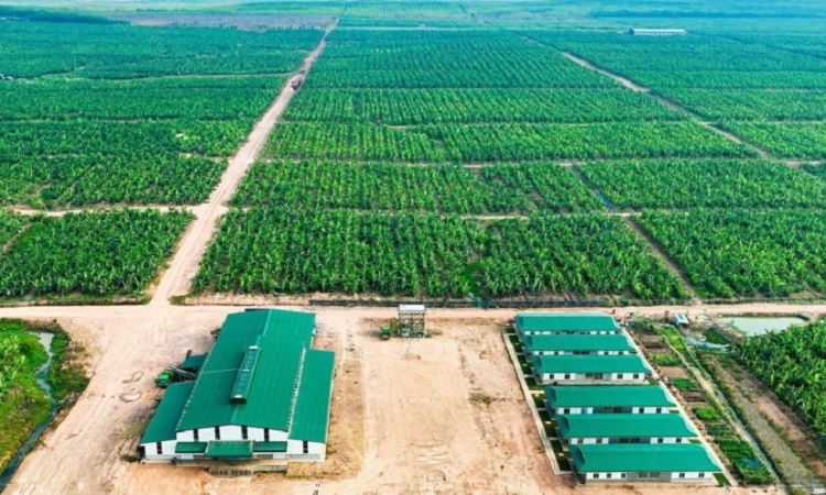 Nợ phải trả chiếm 95% tổng tài sản, ai là chủ nợ lớn nhất của HAGL Agrico?
