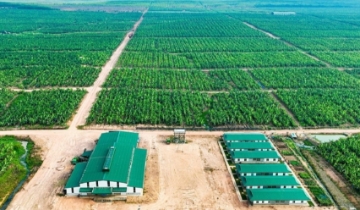 Nợ phải trả chiếm 95% tổng tài sản, ai là chủ nợ lớn nhất của HAGL Agrico?