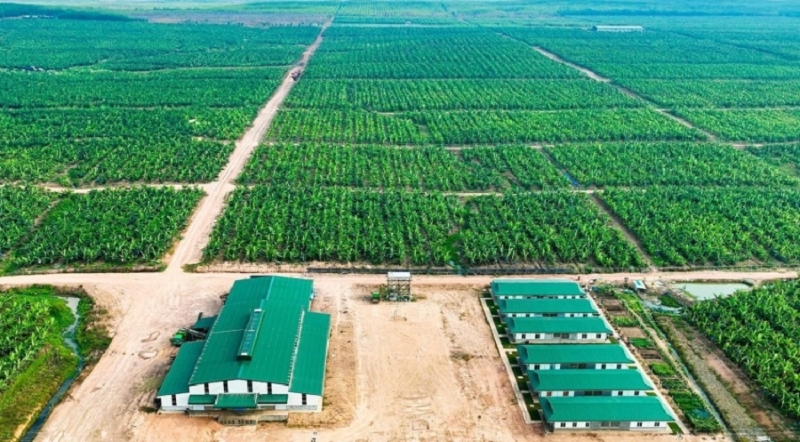 Nợ phải trả chiếm 95% tổng tài sản, ai là chủ nợ lớn nhất của HAGL Agrico?