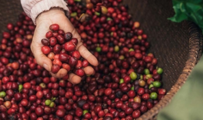 Tại khu vực Tây Nguyên, giá cà phê thu mua giảm 800 – 1.000 đồng/kg.