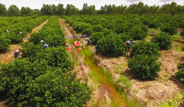 Nghị quyết 85/NQ-CP: Định vị vai trò của kinh tế tập thể, HTX trong chuỗi giá trị nông nghiệp