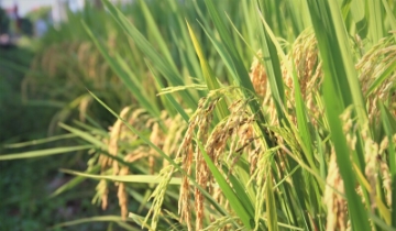 Việt Nam đề nghị EU sửa đổi danh mục gạo thơm ưu đãi thuế