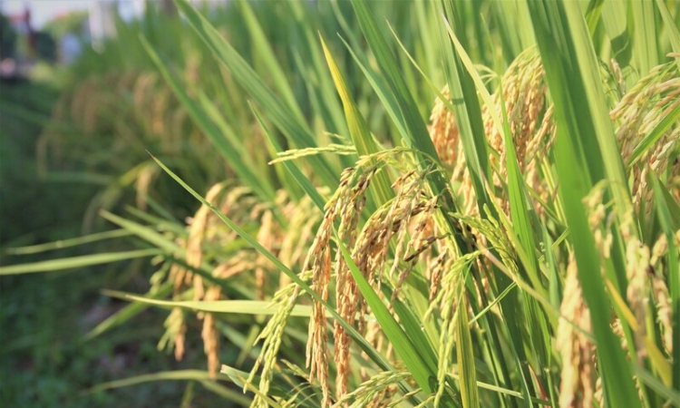 Việt Nam đề nghị EU sửa đổi danh mục gạo thơm ưu đãi thuế