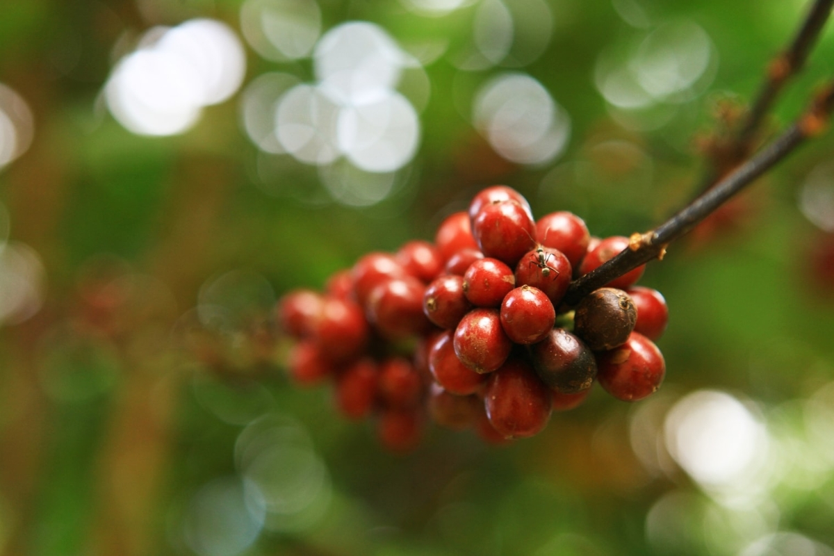 Giá cà phê trong nước vẫn neo cao dù giá cà phê thế giới giảm.