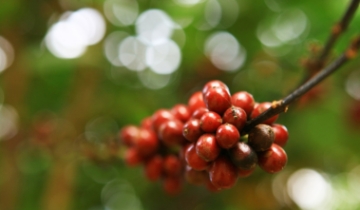Giá cà phê trong nước neo gần 90.000 đồng/kg dù thế giới giảm mạnh