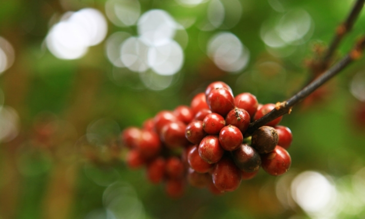 Giá cà phê trong nước neo gần 90.000 đồng/kg dù thế giới giảm mạnh