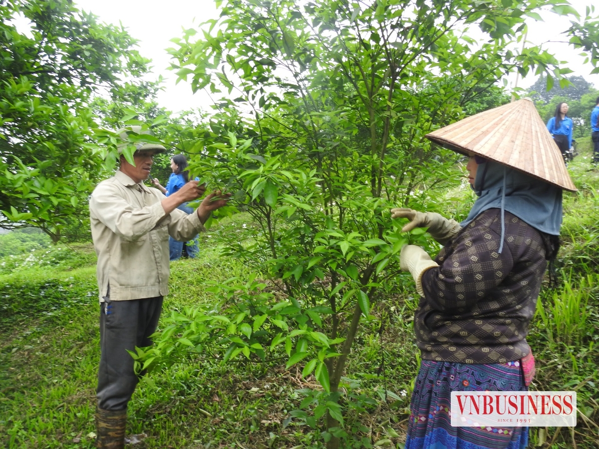 Người lao động tại HTX 3T Nông sản Cao phong (Phú Thọ) chăm sóc cây cam, tháng 3/2026.