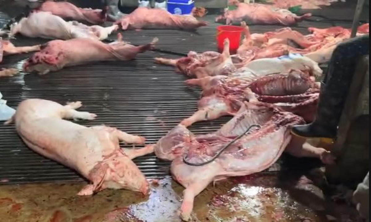 Thịt heo nhiễm bệnh được phát hiện trước khi đưa ra thị trường.