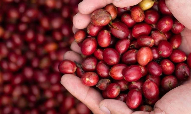 Giá cà phê đồng loạt lao dốc khi mất đến 4.000 đồng/kg
