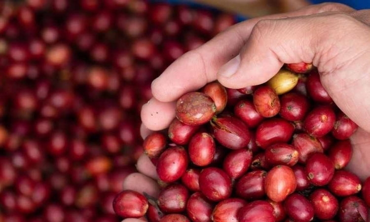 Giá cà phê đồng loạt lao dốc khi mất đến 4.000 đồng/kg