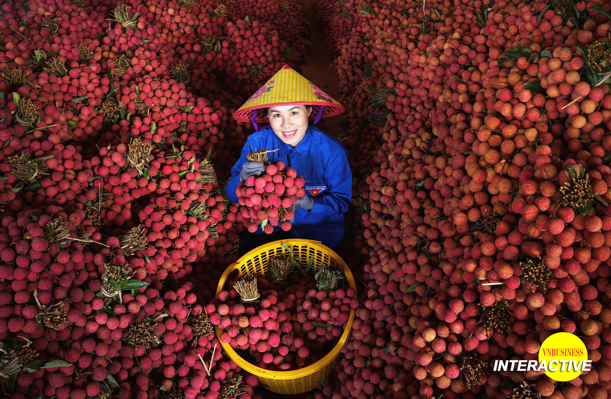 50 sản phẩm HTX đạt giải Mai An Tiêm 2026