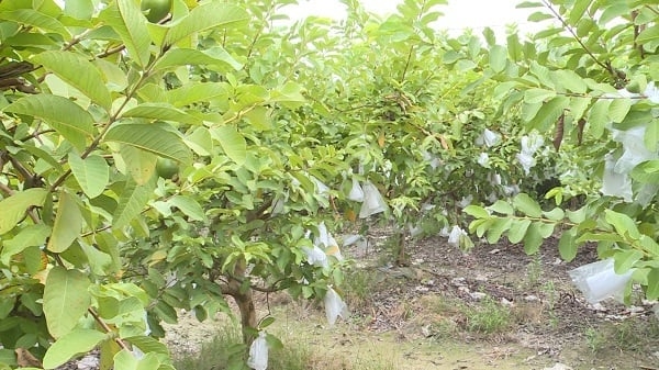 Để giảm chi phí đầu vào, nhiều HTX và nhà vườn chủ động giảm lượng phân vô cơ, thay bằng phân hữu cơ tại chỗ.