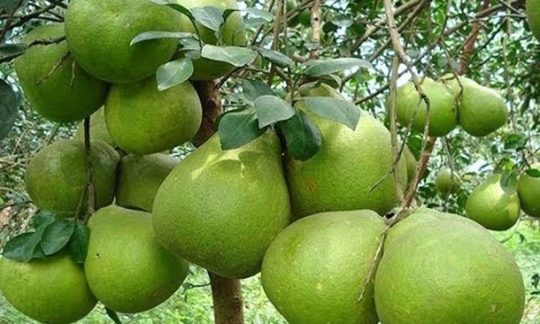 Ngày hôm nay (13/4), lễ công bố và xuất khẩu lô bưởi đầu tiên sang Australia sẽ diễn ra tại tỉnh Đồng Tháp.