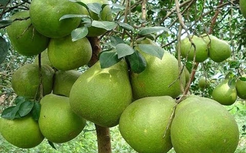 Các địa phương, doanh nghiệp và hợp tác xã chủ động triển khai kế hoạch sản xuất và xuất khẩu trong thời gian tới.