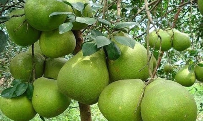 Ngày hôm nay (13/4), lễ công bố và xuất khẩu lô bưởi đầu tiên sang Australia sẽ diễn ra tại tỉnh Đồng Tháp.