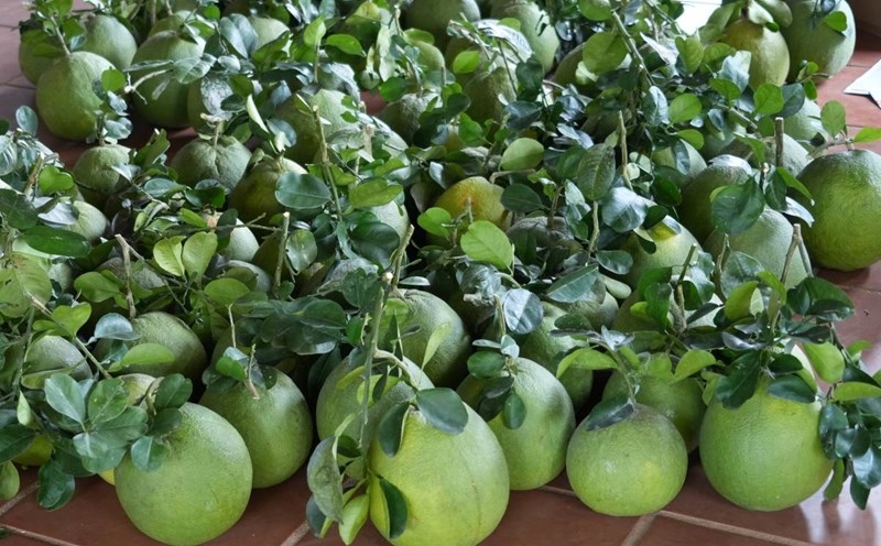 Ngày hôm nay (13/4), lễ công bố và xuất khẩu lô bưởi đầu tiên sang Australia sẽ diễn ra tại tỉnh Đồng Tháp.