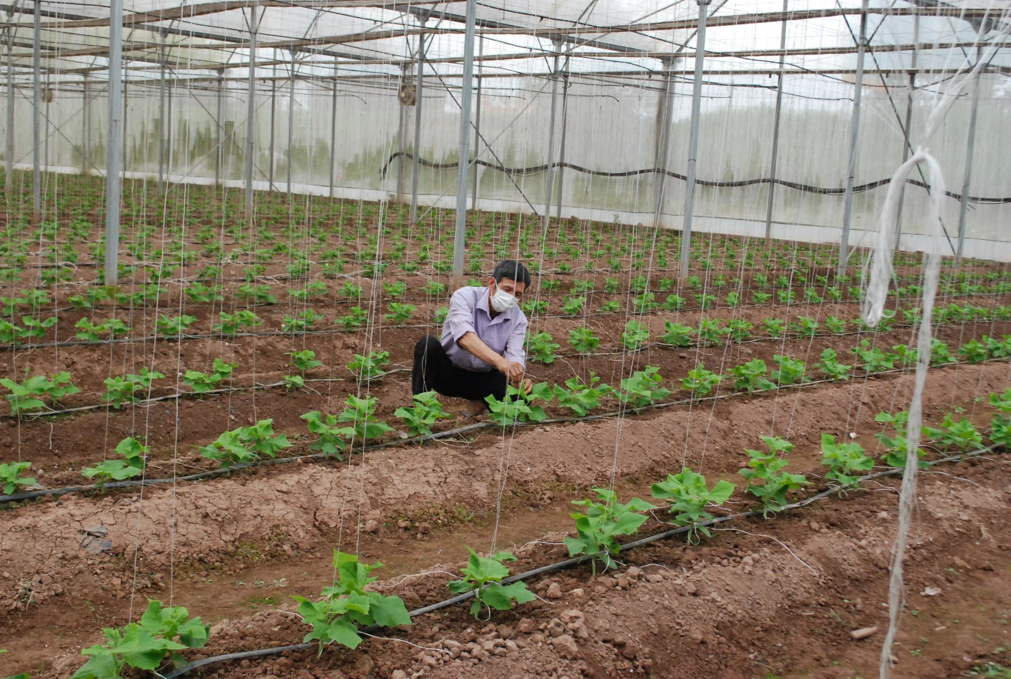 Nhiều mô hình canh tác công nghệ cao, ứng dụng tuần hoàn đã cho thấy hiệu quả nâng lên rõ rệt về cả kinh tế lẫn giá trị thương hiệu.