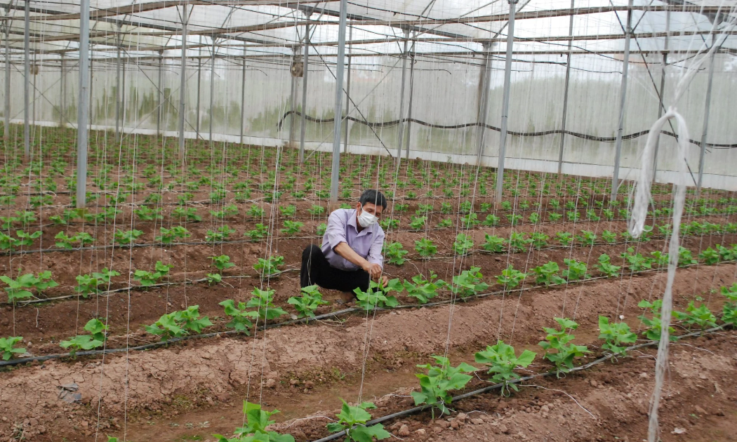 Nhiều mô hình canh tác công nghệ cao, ứng dụng tuần hoàn đã cho thấy hiệu quả nâng lên rõ rệt về cả kinh tế lẫn giá trị thương hiệu.