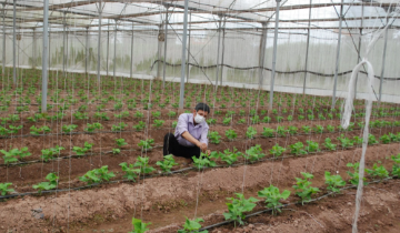 Từ áp lực chi phí đến lợi thế cạnh tranh: HTX “xoay trục” xanh