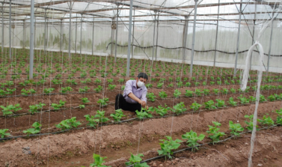 Nhiều mô hình canh tác công nghệ cao, ứng dụng tuần hoàn đã cho thấy hiệu quả nâng lên rõ rệt về cả kinh tế lẫn giá trị thương hiệu.