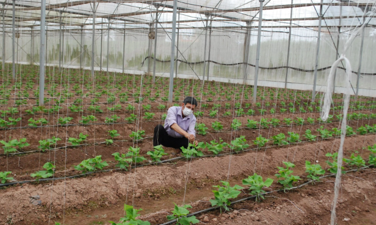 Từ áp lực chi phí đến lợi thế cạnh tranh: HTX “xoay trục” xanh