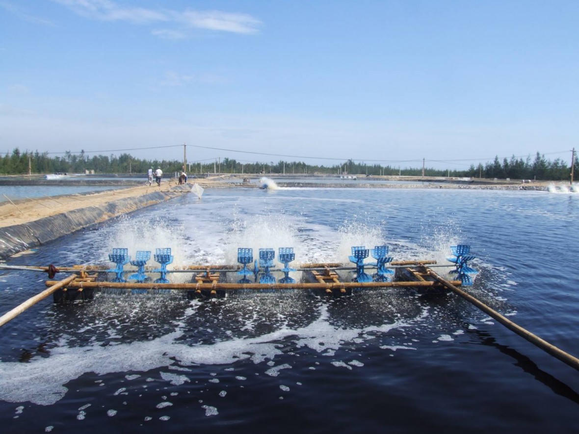 Nuôi tôm không giấy phép, một doanh nghiệp bị phạt 320 triệu đồng