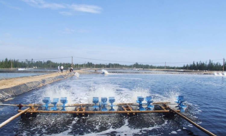 Nuôi tôm không giấy phép, một doanh nghiệp bị phạt 320 triệu đồng