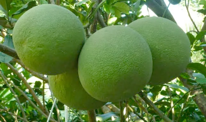 Bưởi và chanh là hai trong số những sản phẩm nông nghiệp có lợi thế nổi bật của Việt Nam.