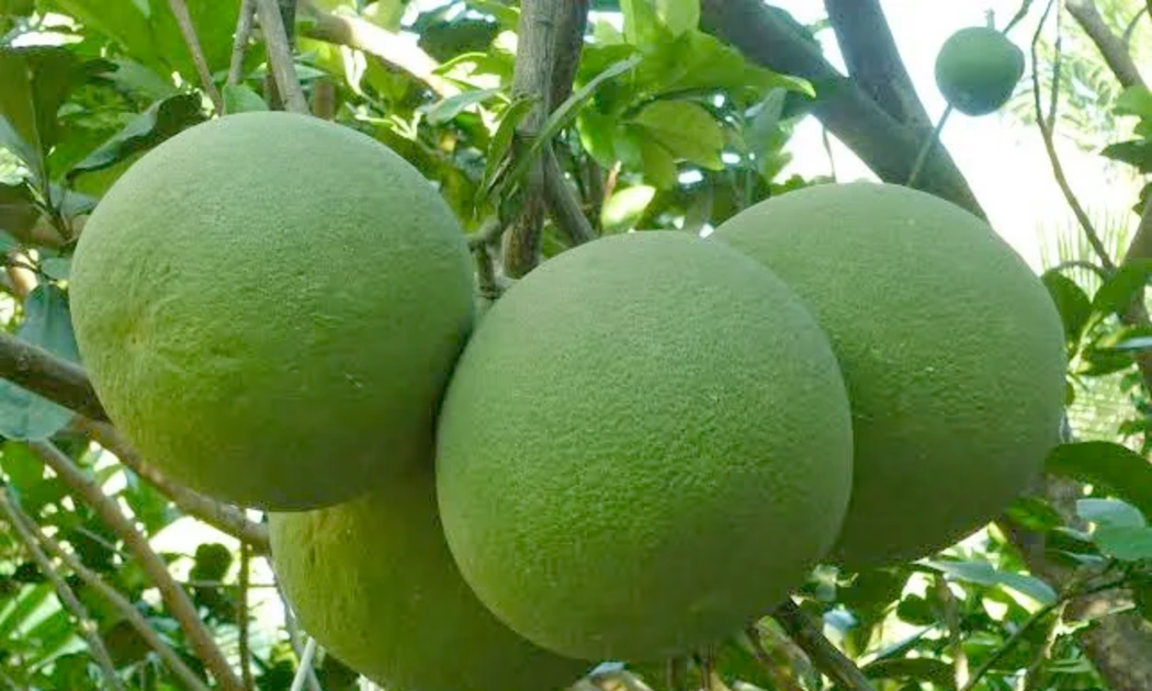 Bưởi và chanh là hai trong số những sản phẩm nông nghiệp có lợi thế nổi bật của Việt Nam.