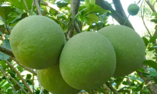 Bưởi và chanh là hai trong số những sản phẩm nông nghiệp có lợi thế nổi bật của Việt Nam.