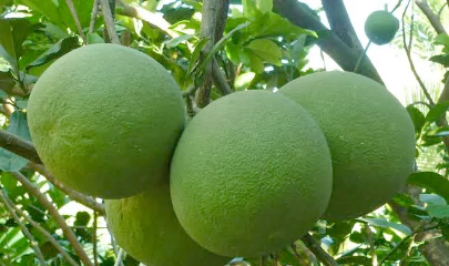 Bưởi và chanh là hai trong số những sản phẩm nông nghiệp có lợi thế nổi bật của Việt Nam.