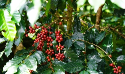 VnBusiness