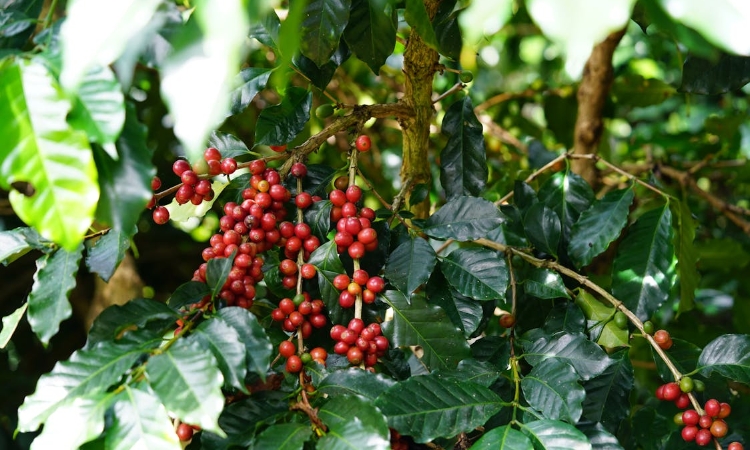 Giá cà phê tăng 600 đồng/kg nhờ lực đẩy từ nguồn cung