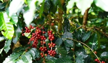 Giá cà phê tăng 600 đồng/kg nhờ lực đẩy từ nguồn cung