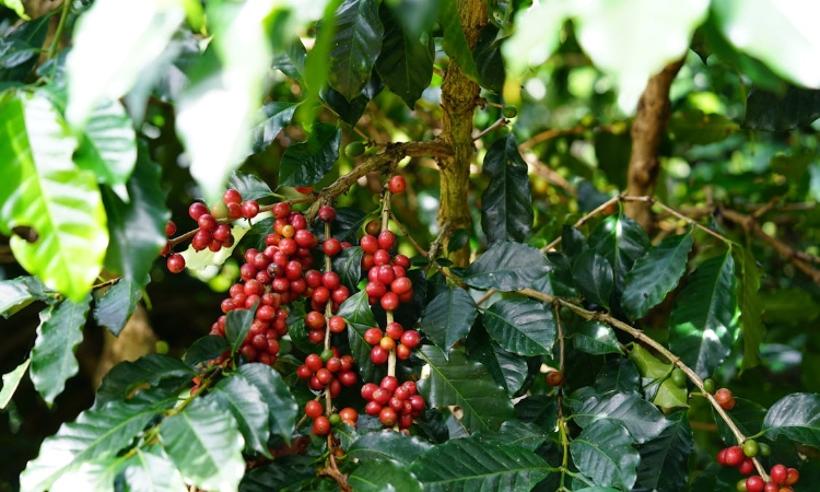 Giá cà phê tăng 600 đồng/kg nhờ lực đẩy từ nguồn cung