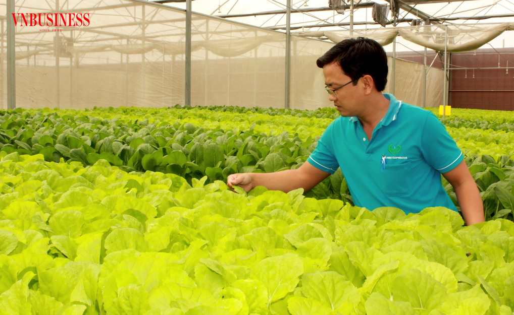 Việc nhân rộng các mô hình nông nghiệp đô thị vẫn còn những hạn chế nhất định, đặc biệt trong khâu kết nối giữa nghiên cứu – doanh nghiệp – thị trường.