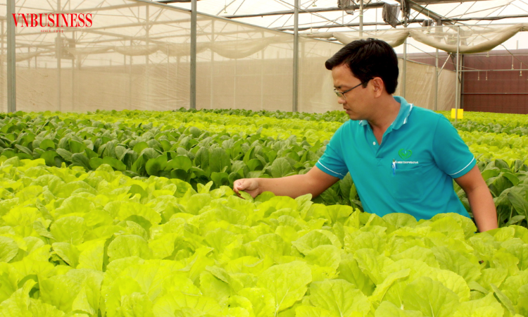 Công nghệ không thiếu, vì sao nông nghiệp đô thị chậm bứt phá?