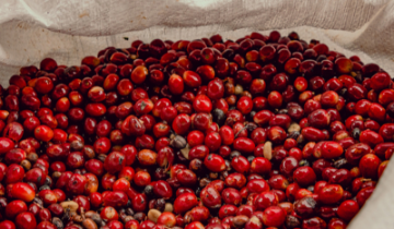 Cà phê tiếp đà tăng, giá cao nhất chạm mốc 87.200 đồng/kg