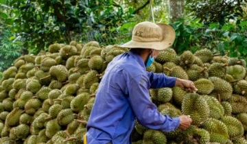 Thu hút nông hộ vào HTX: Lời giải cho bài toán nâng tầm chuỗi cung ứng nông sản
