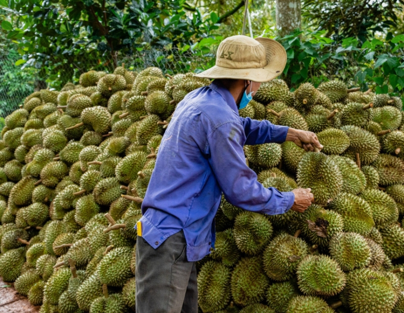 Thu hút nông hộ vào HTX: Lời giải cho bài toán nâng tầm chuỗi cung ứng nông sản