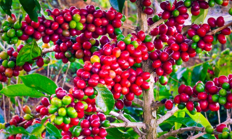 Giá cà phê tăng mạnh, áp sát mốc 88.500 đồng/kg