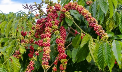 Thị trường cà phê trong nước sáng nay ghi nhận diễn biến tiêu cực khi giá thu mua tại khu vực Tây Nguyên đồng loạt giảm mạnh từ 1.100 - 1.300 đồng/kg so với hôm qua.