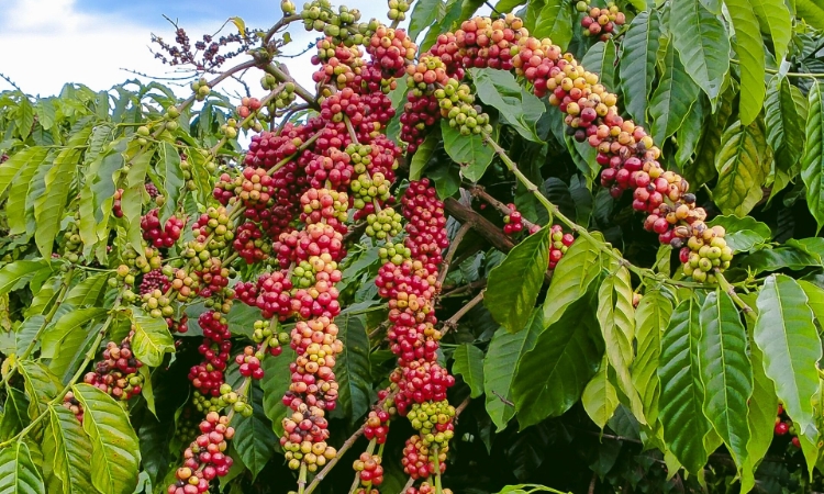 Giá cà phê đảo chiều giảm mạnh, mất hơn 1.300 đồng/kg sau chuỗi tăng nóng