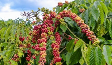 Giá cà phê đảo chiều giảm mạnh, mất hơn 1.300 đồng/kg sau chuỗi tăng nóng