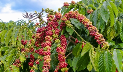 Thị trường cà phê trong nước sáng nay ghi nhận diễn biến tiêu cực khi giá thu mua tại khu vực Tây Nguyên đồng loạt giảm mạnh từ 1.100 - 1.300 đồng/kg so với hôm qua.