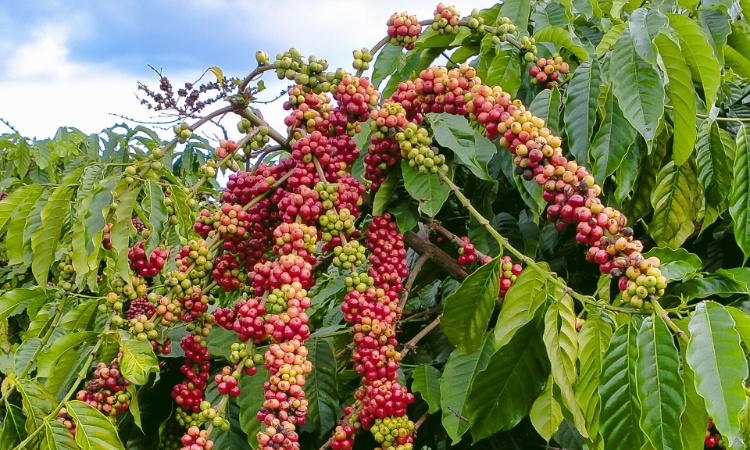 Giá cà phê đảo chiều giảm mạnh, mất hơn 1.300 đồng/kg sau chuỗi tăng nóng